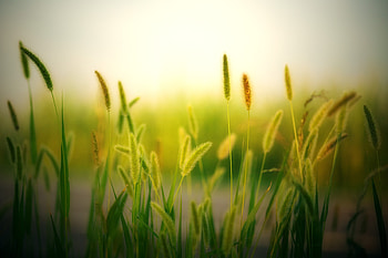 Blur, field, plants, meadow, nature HD wallpaper