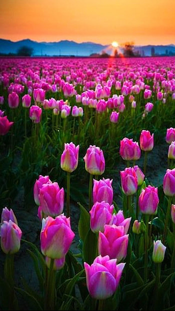 Tulip, Tulip Forest HD phone wallpaper