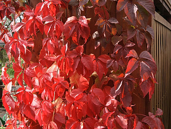 Nature, Leaves, Plant, Fence, Hedge HD wallpaper