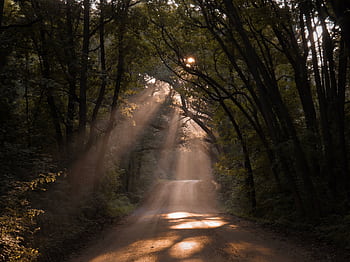 Sunrays filtering through trees illuminating a scenic forest path, creating a tranquil atmosphere. HD wallpaper