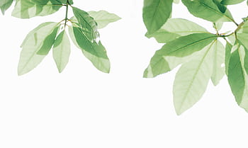 Minimalist graph of green leaves against a white background showcasing nature's beauty. HD wallpaper