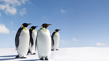 Antarctica Travels, Penguin , backgrounds, Arctic wildlife HD wallpaper