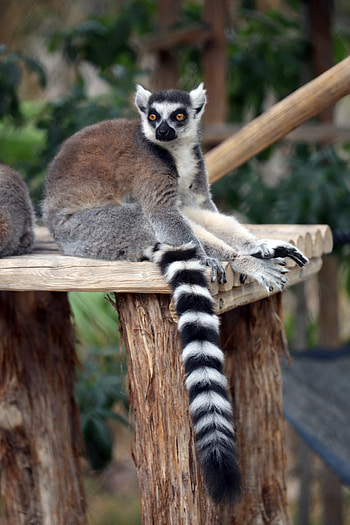 Ring Tailed Lemur, Animals, Striped tail lemur, Reid Park Zoo HD phone wallpaper