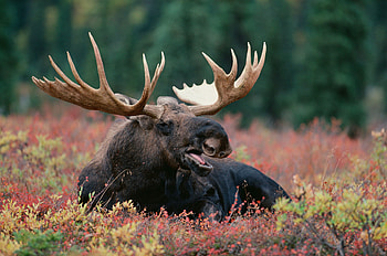Moose, HQ moose , , Animal wonders HD wallpaper