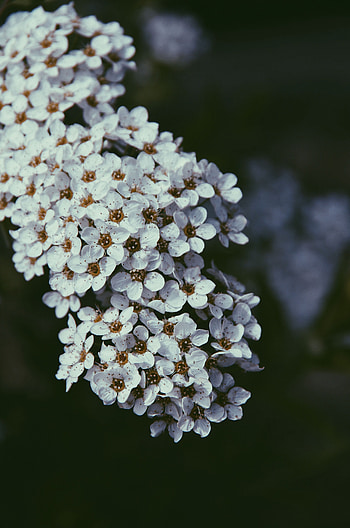 Flowers, Cherry, Macro, Bloom, Flowering HD phone wallpaper
