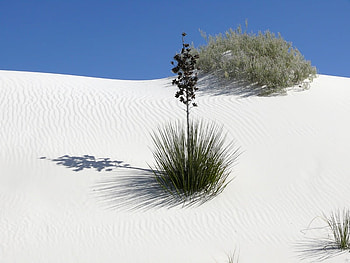 Smooth White Sand, white, sky, sand, weed HD wallpaper