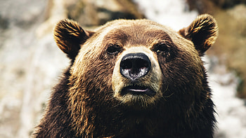 Close-up, Bears HD wallpaper