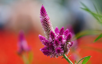 Plants, Flowers HD wallpaper