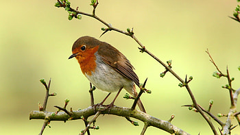 Robin bird beauty, Feathered elegance, Vibrant plumage, Birdwatcher's delight HD wallpaper