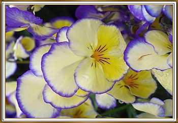 PRETTY PANSIES, PRETTY, NATURE, FLOWERS HD wallpaper
