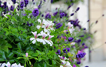 Flowers, Blur, Smooth, Close-Up, Greens, Flower Bed, Flowerbed HD wallpaper
