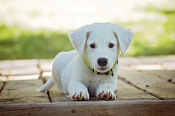 Animals, Lies, Dog, Puppy HD wallpaper