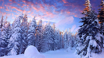 pines covered in snow, winter, sky, pines, snow HD wallpaper