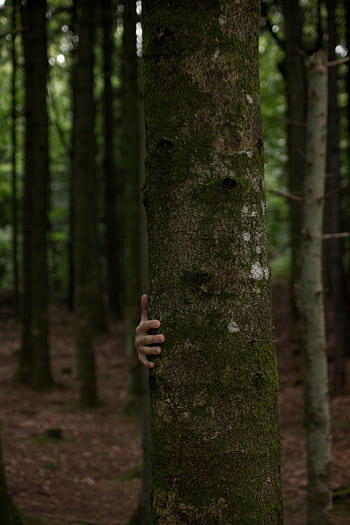 A mysterious hand appears to be gripping a mossy tree in a dense forest setting. HD phone wallpaper
