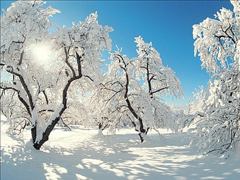 Contrast, winter, blue, white, snow, trees, sky HD wallpaper