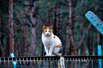 Kedi, kedigiller, denizli, bıyık, kedi HD wallpaper