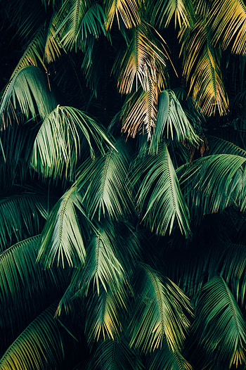 Nature, Leaves, Plant, Brown, Branches HD phone wallpaper