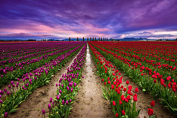 Tulips field, clouds, sky, tulips, field HD wallpaper