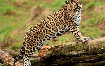 Animals, Jaguar, Big Cat, Worth, Climb, Look HD wallpaper