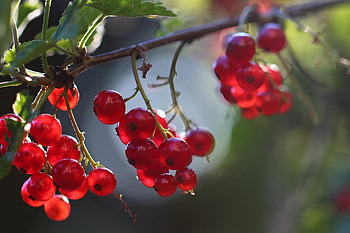 Fruits, Red currants, Full HD wallpaper