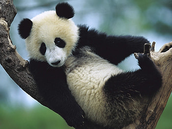 Animals, Bears, Pandas HD wallpaper