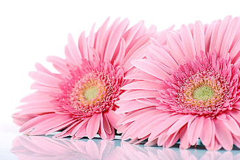 Gerberas, Flowers, Nature, Pink, Gently HD wallpaper