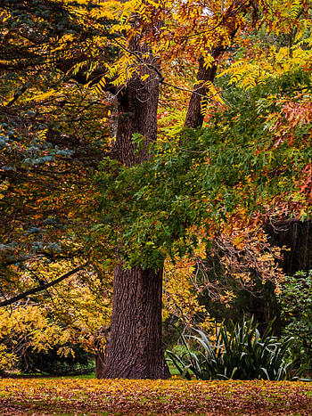 Autumn forest landscape, Ultra , , Visual enchantment HD phone wallpaper