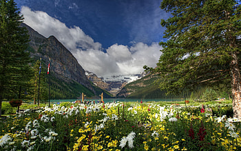 Nature, Flowers, Trees, Grass, Mountains, Field HD wallpaper