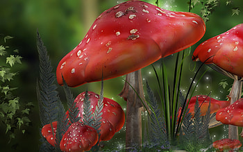 Mashrooms HD wallpaper