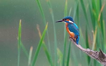 Kingfisher, branch, reeds, bird HD wallpaper