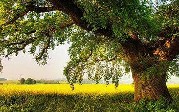 Oak Tree, Oak tree , Nature backgrounds, Scenic beauty HD wallpaper
