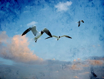 Grain Sky, birds, 2d, sky, grain, grunge HD wallpaper