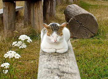 Cute Cat, cute, cat, beautiful HD wallpaper
