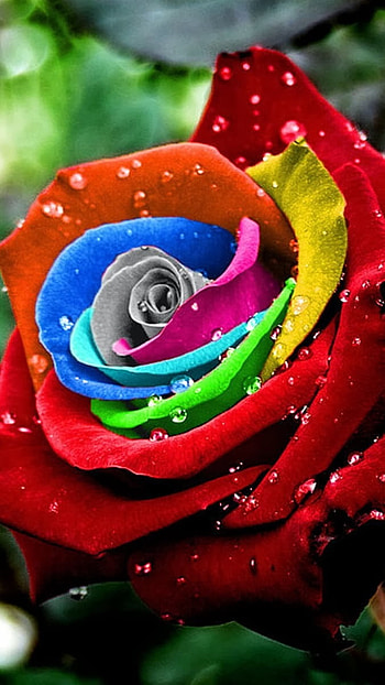 Beautiful Flowers Roses, Colorful, Rose HD phone wallpaper