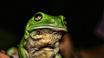 Animals, Bright, Muzzle, Shadow, Color, Frog HD wallpaper