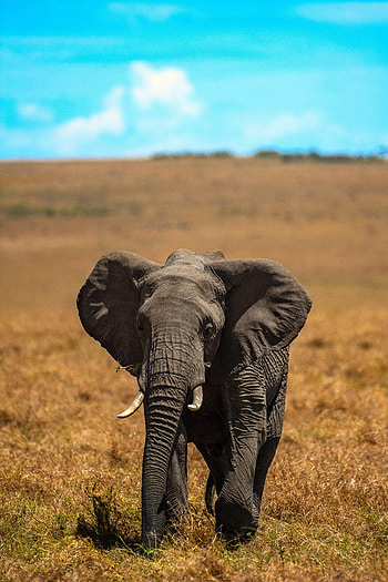Animals, Grass, Young, Animal, Joey, Elephant, Tusks HD phone wallpaper