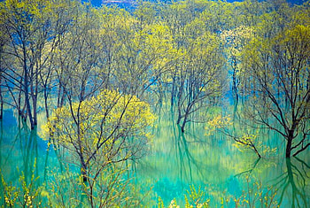 Water reflections, blue, green, trees, water, reflections HD wallpaper