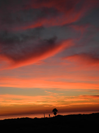 Nature, Sunset, Sky, Coast, Palm HD phone wallpaper