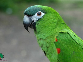 adi, birds, animals HD wallpaper