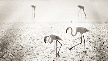 Flamingos At Camargue France , flamingos, birds HD wallpaper