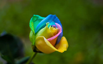 Plants, Flowers, Roses HD wallpaper