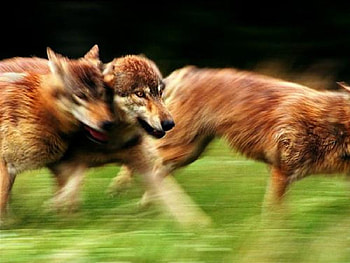 WOLVES, animals, other, dogs, , wolf HD wallpaper