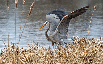 Great Blue Heron, wings, heron, bird, grass, water HD wallpaper