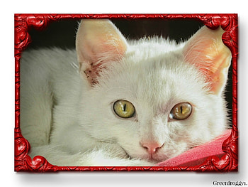 CUTE KITTEN, KITTEN, CUTE, FRAMED HD wallpaper