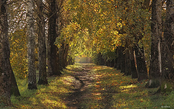 Autumn Avenue, path, avenue, autumn, Latvia, birches, alley HD wallpaper