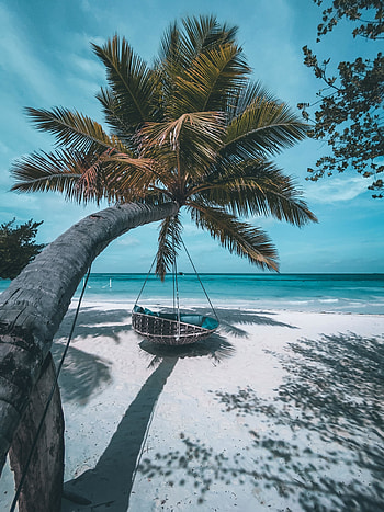 Beach, palm trees, holiday, beautiful sea HD phone wallpaper