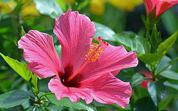 Hibiscus , Floral bliss, Stunning flower , Nature's beauty HD wallpaper