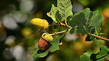Oak tree conservation, Protecting Chicago's heritage, Environmental responsibility, Preserving nature HD wallpaper