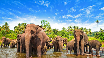 Sri Lanka elephant , Top HD wallpaper