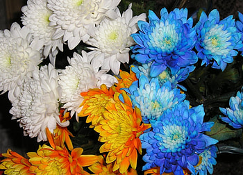 Flowers, Chrysanthemum, Close-Up HD wallpaper